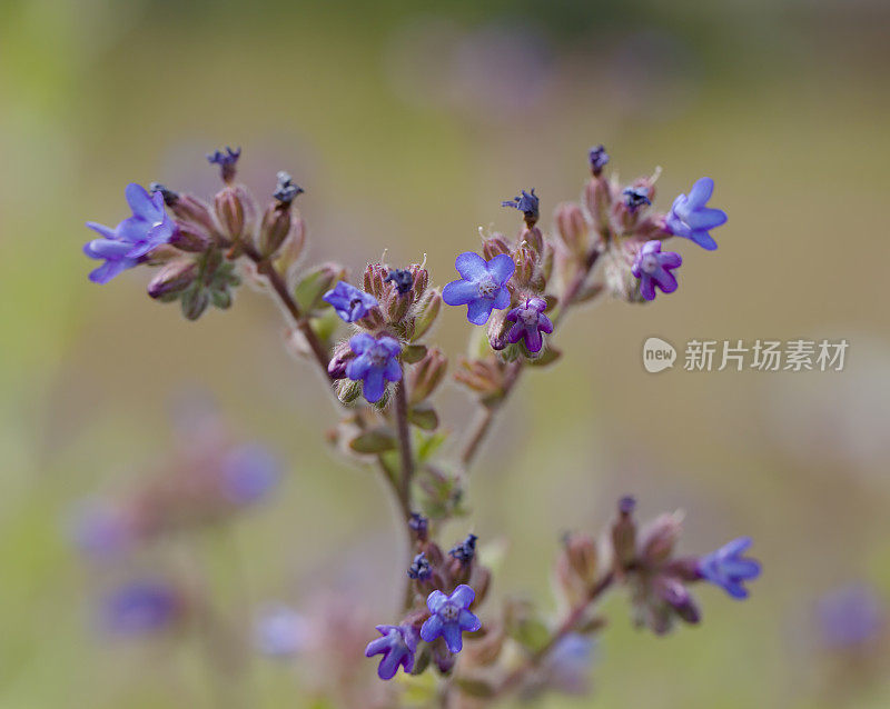 紫草根(Anchusa officinalis)